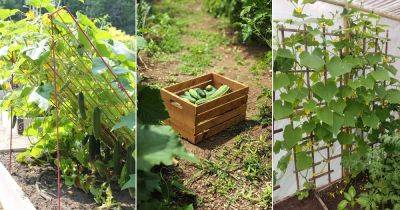Secrets to Growing Cucumbers Like Seasoned Gardeners - balconygardenweb.com