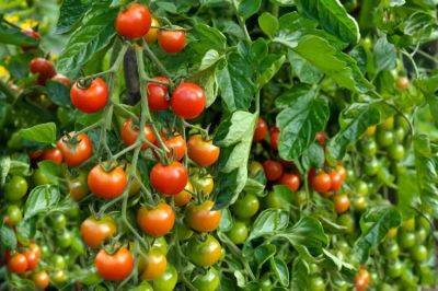 6 Tomato Care Tips Gardeners Wish They Knew Sooner - thespruce.com - Usa