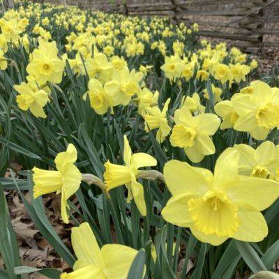 GPOD on the Road: Spring at Wellfield Botanic Gardens - finegardening.com - state Indiana - county Garden
