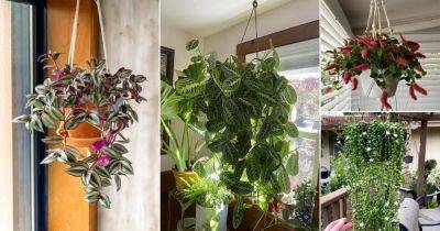20 Best Plants For Hanging From the Ceiling - balconygardenweb.com - Britain - Australia