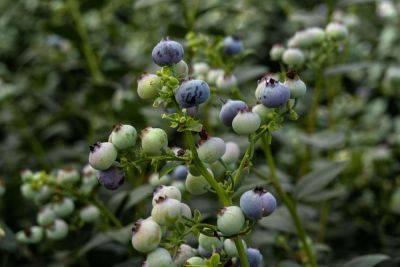 The 9 Best Companion Plants For Blueberries (And Those To Avoid) - southernliving.com - state Florida