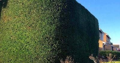 How to Grow and Care for Leyland Cypress - gardenersworld.com