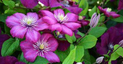 5 Reasons Your Clematis May Fail to Bloom - gardenerspath.com