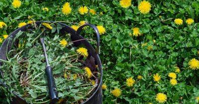 How to Control Dandelions in the Lawn or Garden - gardenerspath.com