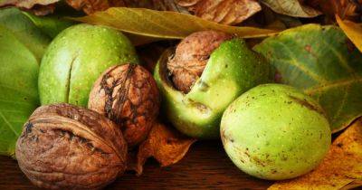 How to Grow and Care for a Walnut Tree, and Harvest Walnuts - gardenersworld.com - Britain