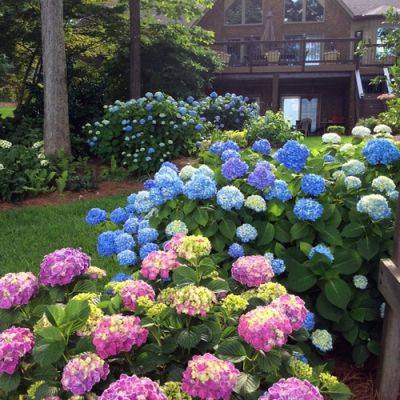 Best of the GPOD: Stunning Shade Gardens - finegardening.com - Japan - city New York - New York - state Ohio - state North Carolina - state Maine - county Garden