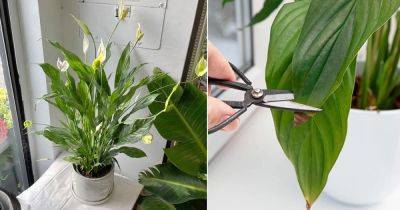 How To Keep A Peace Lily Alive and Thriving for Years to Come - balconygardenweb.com