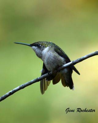 Do You Love Hummingbirds? - hgic.clemson.edu - Mexico - state South Carolina