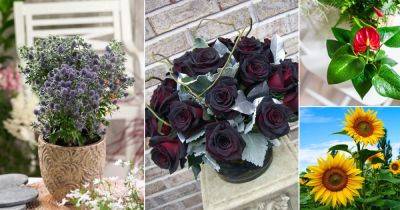 11 Most Beautiful Flowers for Guys - balconygardenweb.com