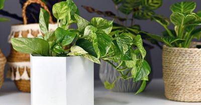 How to Care for Golden Pothos (Devil's Ivy) - gardenersworld.com