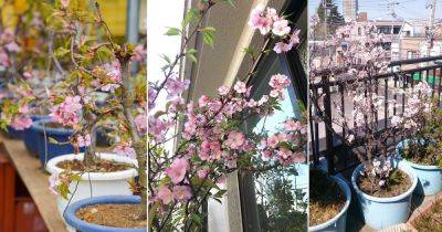 How to Grow Cherry Blossoms in a Pot - balconygardenweb.com