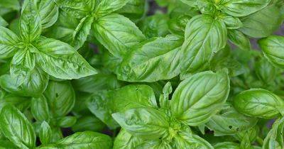 5 Common Causes of Holes in Basil Leaves - gardenerspath.com
