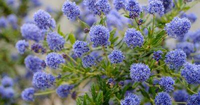 How to Grow Ceanothus (California Lilac) - gardenersworld.com - state California