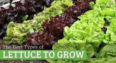 The Best Types of Lettuce to Grow in Gardens and Containers - savvygardening.com - city Boston - county Garden