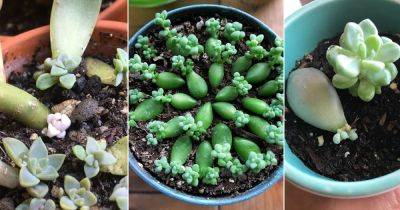 16 Succulents That Grow From Leaves - balconygardenweb.com