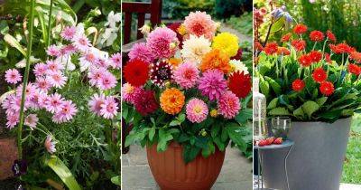 15 Stunning Perennials That Look Like Zinnias - balconygardenweb.com