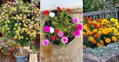 17 Plants that Bloom Instantly After Planting - balconygardenweb.com
