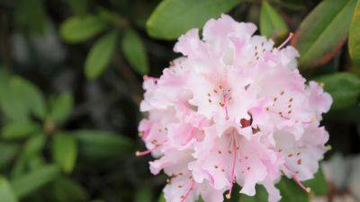 Rhododendron: how to grow and care for these spring and summer flowers | House & Garden - houseandgarden.co.uk - Britain
