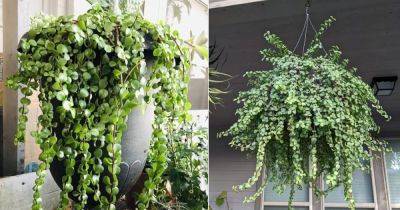 How To Grow A Spilling Jade Plant - balconygardenweb.com
