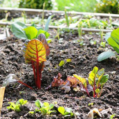 Which Vegetables to Grow in Rocky Soil and Which to Avoid - finegardening.com - Switzerland - Ireland
