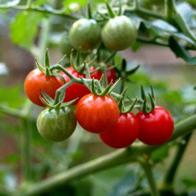 Tomatoes for Mountain West Gardeners - finegardening.com - state Colorado