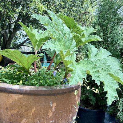 Lush, Big-Leaf Plants for a Shady Pacific Northwest Garden - finegardening.com - Chile - county Pacific