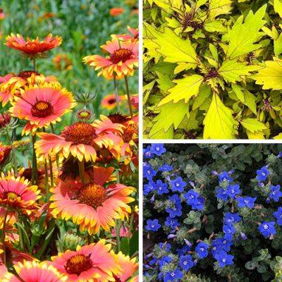 The Best Annuals for Southwestern Gardens - finegardening.com - state Oklahoma