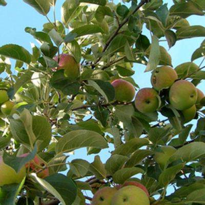6 Tips for Pruning Young Fruit Trees - finegardening.com