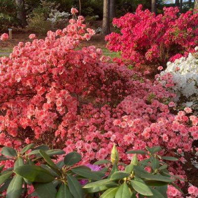 Guide to Growing Great Azaleas - finegardening.com - Usa