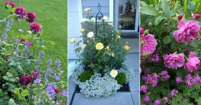26 Companion Plants for Roses to Keep Pests Away - balconygardenweb.com - Japan