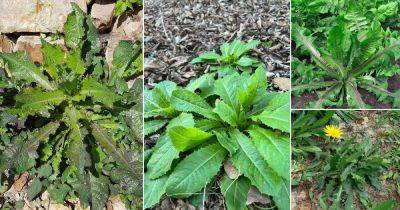 13 Plants That Look Like Dandelion Leaves - balconygardenweb.com