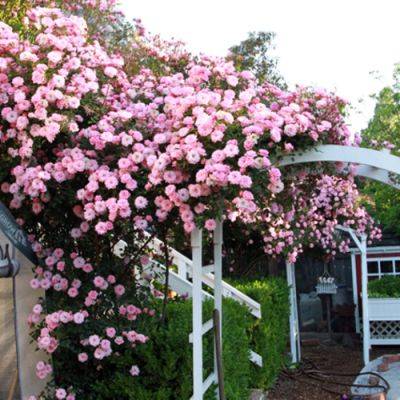 Best of the GPOD: Roses - finegardening.com - Britain - France - state Connecticut - state New Jersey - county Garden