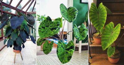 11 Best Colocasia Varieties to Grow Indoors - balconygardenweb.com - China - state Hawaii