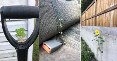 18 Plants That Are Growing Out Of Some Truly Strange Places - balconygardenweb.com - Russia