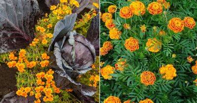 8 Best Reasons Why Everyone Should Grow a Marigold - balconygardenweb.com