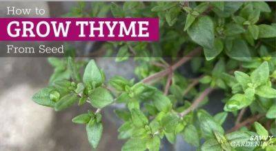 Growing Thyme From Seed: A How-To Guide for Beginners - savvygardening.com - Britain