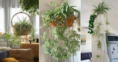 18 Best Ideas to Grow Spider Plant Vertically - balconygardenweb.com
