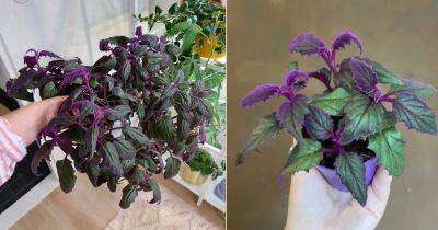 7 Purple Passion Plant Care Tricks that No One Will Share with You - balconygardenweb.com