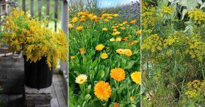 11 Herbs with Yellow Flowers - balconygardenweb.com