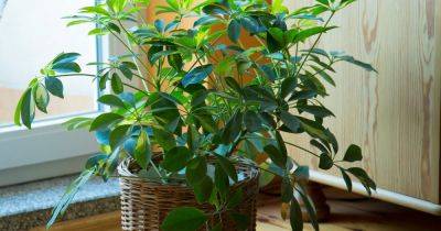 How to Grow and Care for Umbrella Plant (Schefflera) - gardenersworld.com - China