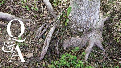 Can I Cut a Tree Root Without Killing the Tree? - gardengatemagazine.com