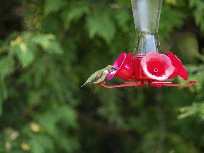 How To Keep Bees Away From Your Hummingbird Feeders, According To Experts - southernliving.com - Georgia