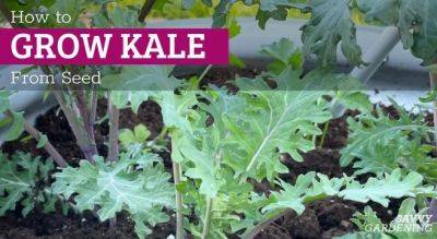 How to Grow Kale: Planting, Pest Prevention, and Harvesting Tips - savvygardening.com - city Brussels