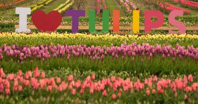 Tulips: the flowers that get on with almost everything else in the garden - irishtimes.com - Ireland