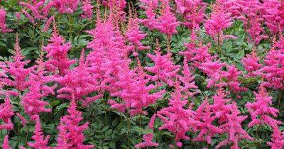 What to Do if Your Astilbe Fails to Bloom - gardenerspath.com