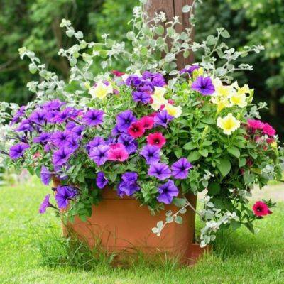 Top 5 Strongest Bedding Plants 2024 for Your Garden - gardencentreguide.co.uk