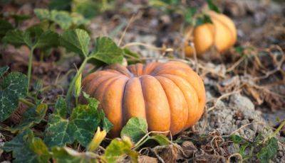 The Best Time To Plant Pumpkins For Fall Decor, According To Gardening Experts - southernliving.com