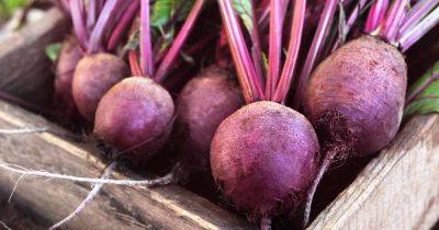 How to Prevent Beet Plants from Bolting - gardenerspath.com