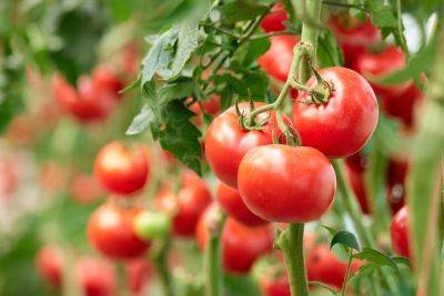 Here's How Often You Should Really Be Watering Your Tomatoes, According To An Expert - southernliving.com
