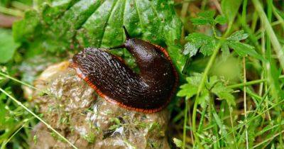 How can I stop slugs damaging my plants? - irishtimes.com